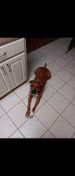 Reunited Male Dog last seen Near s Davis street , Beverly Hills, FL 34465