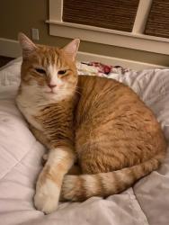 Lost Male Cat last seen Caldwell Mill Road and Heatherwood Subdivision, Birmingham, AL 35242