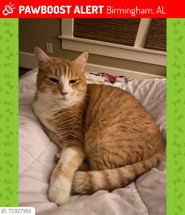 Lost Male Cat last seen Caldwell Mill Road and Heatherwood Subdivision, Birmingham, AL 35242