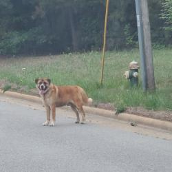 Found/Stray Unknown Dog last seen Less Chapel Rd near the Penny Saver convenience store , Greensboro, NC 27405
