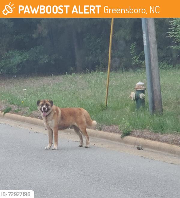 Found/Stray Unknown Dog last seen Less Chapel Rd near the Penny Saver convenience store , Greensboro, NC 27405