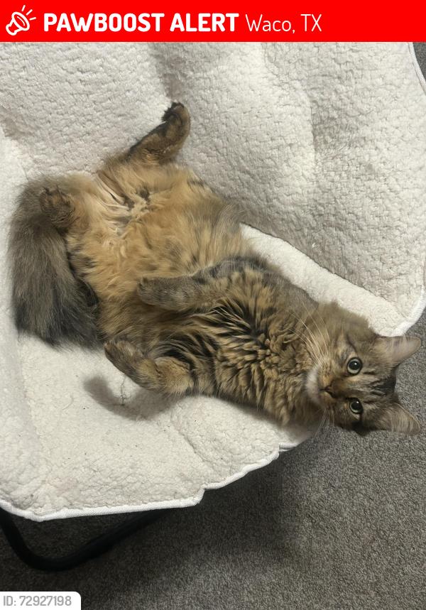 Lost Male Cat last seen Azur apmts , Waco, TX 76710