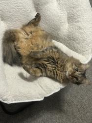 Lost Male Cat last seen Azur apmts , Waco, TX 76710