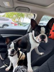 Found/Stray Male Dog last seen McDonald’s, Miami, FL 33142