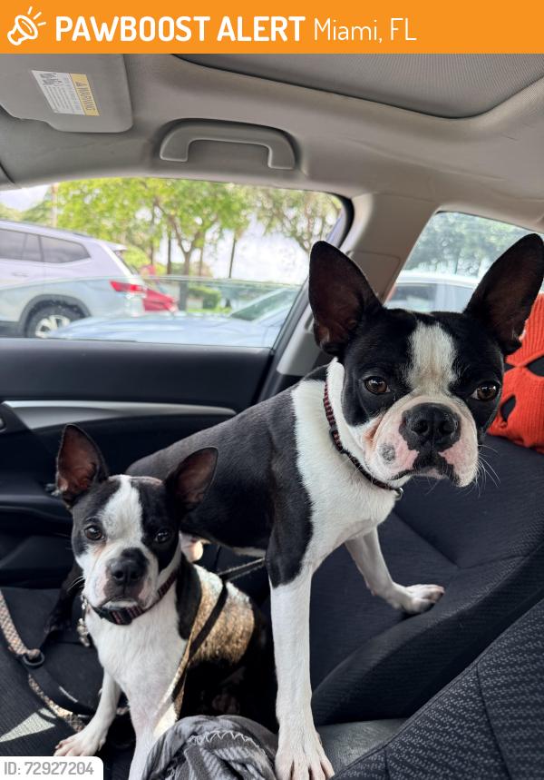Found/Stray Male Dog last seen McDonald’s, Miami, FL 33142