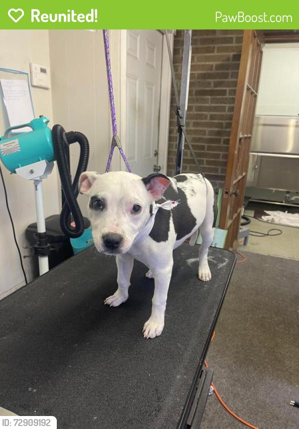 Reunited Female Dog last seen E65th & Bessemer, Cleveland, OH 44127