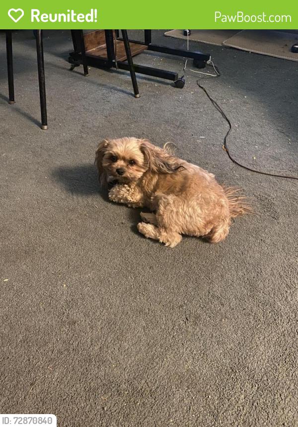 Reunited Male Dog last seen W 16th St, Odessa, TX 79763