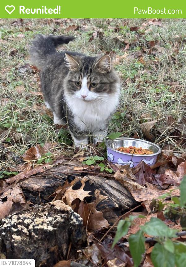 Reunited Unknown Cat last seen Jeania lane maryville tn 37801, Maryville, TN 37801