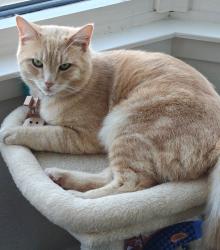 Reunited Male Cat last seen Last seen underneath the car in front of the 388 Beale St building, right outside the garage door of the building, opposite Bay Area Metro Center, San Francisco, CA 94105