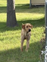 Found/Stray Unknown Dog last seen Near military base , Box Elder, SD 57719