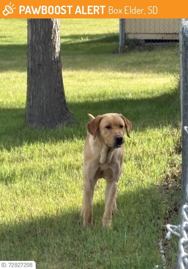 Found/Stray Unknown Dog last seen Near military base , Box Elder, SD 57719