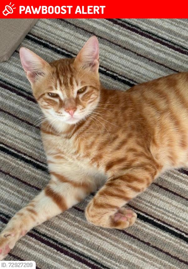 Lost Male Cat last seen Violet Grove Garstang , Garstang, England PR3 1DF