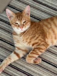 Lost Male Cat last seen Violet Grove Garstang , Garstang, England PR3 1DF