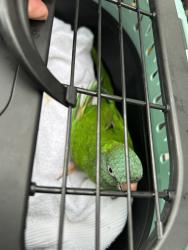 Shelter Stray Unknown Bird last seen Hinsdale Court, VIRGINIA BEACH, VA, Virginia Beach, VA 23451