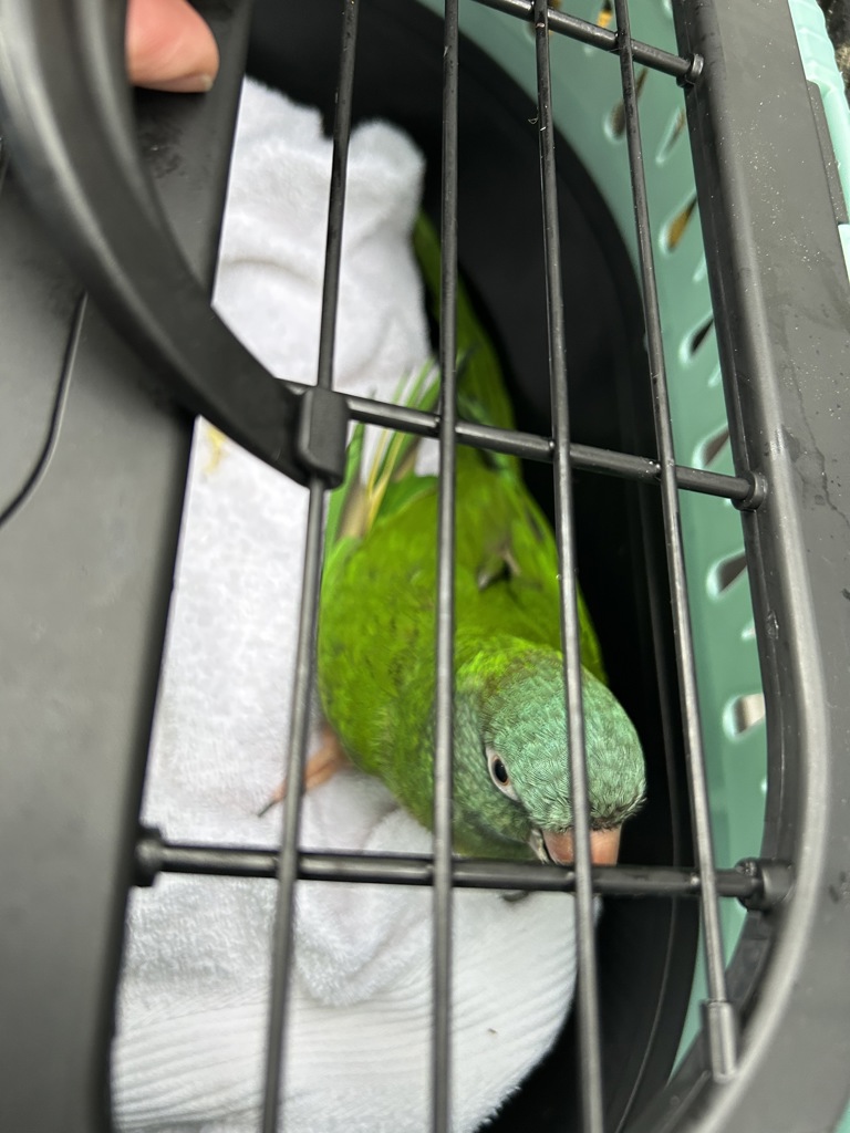 Shelter Stray Unknown Bird last seen Hinsdale Court, VIRGINIA BEACH, VA, Virginia Beach, VA 23451