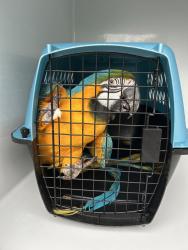 Shelter Stray Unknown Bird last seen Hinsdale Court, VIRGINIA BEACH, VA, Virginia Beach, VA 23451