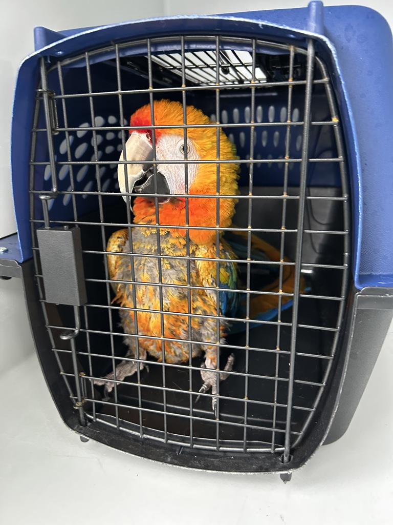 Shelter Stray Unknown Bird last seen Hinsdale Court, VIRGINIA BEACH, VA, Virginia Beach, VA 23451