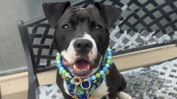 Shelter Stray Female Dog last seen Port Richmond Avenue, STATEN ISLAND, NY, 10302, Staten Island, NY 10309