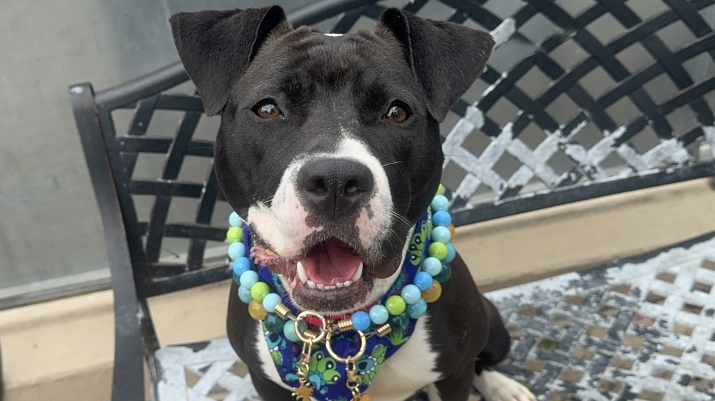 Shelter Stray Female Dog last seen Port Richmond Avenue, STATEN ISLAND, NY, 10302, Staten Island, NY 10309