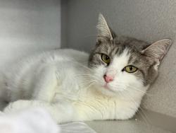 Shelter Stray Female Cat last seen White Plains Road E, BRONX, NY, 10466, New York, NY 10029