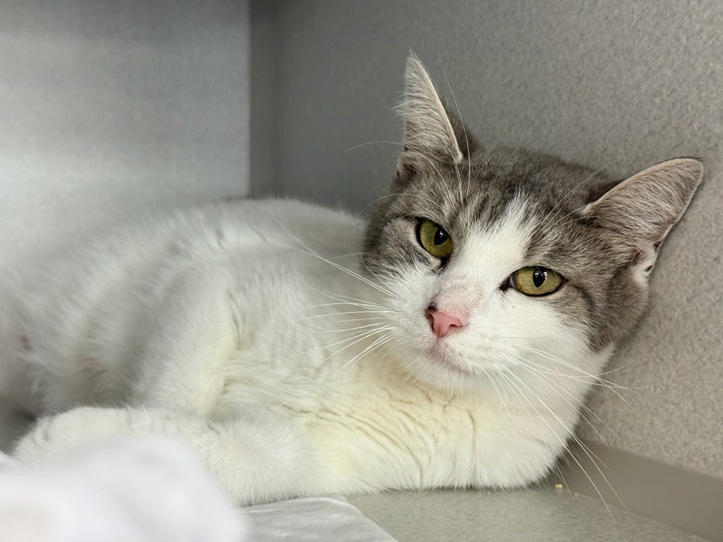 Shelter Stray Female Cat last seen White Plains Road E, BRONX, NY, 10466, New York, NY 10029