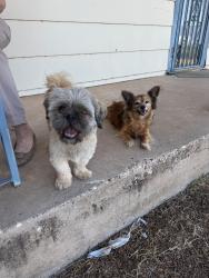 Reunited Male Dog last seen Near Cornell and Elgin, Lubbock, TX 79415