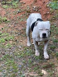Found/Stray Male Dog last seen Mountain Olive Church Rd, Old Dahlonega Hwy, Lumpkin County, GA 30533