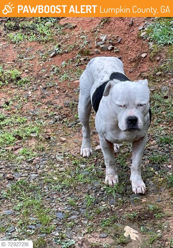 Found/Stray Male Dog last seen Mountain Olive Church Rd, Old Dahlonega Hwy, Lumpkin County, GA 30533