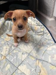 Reunited Male Dog last seen Mimosa/Hickory/Sandford, Arlington, TX 76012
