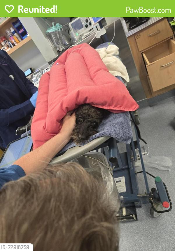 Reunited Male Dog last seen West creek, Clarksville, TN 37040