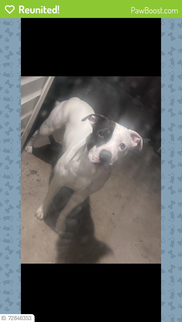 Reunited Male Dog last seen north st. louis city , St. Louis, MO 63107