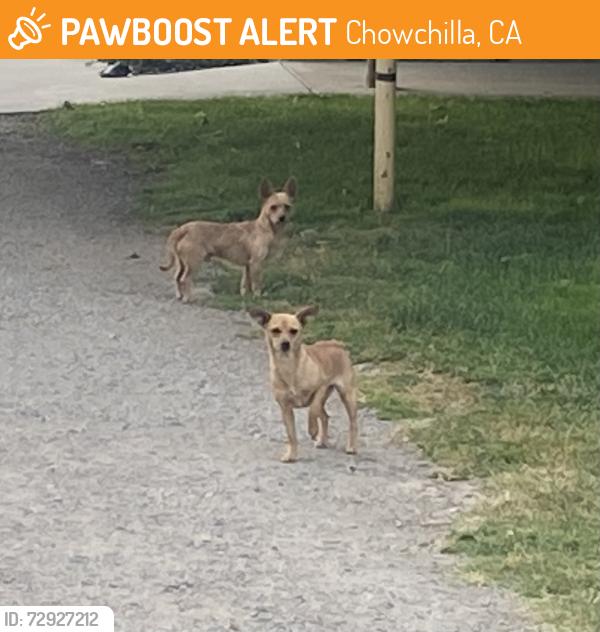Found/Stray Unknown Dog last seen Road 13, between Ave 22 and Ave 22 1/2, Chowchilla, CA 93610