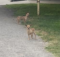 Found/Stray Unknown Dog last seen Road 13, between Ave 22 and Ave 22 1/2, Chowchilla, CA 93610