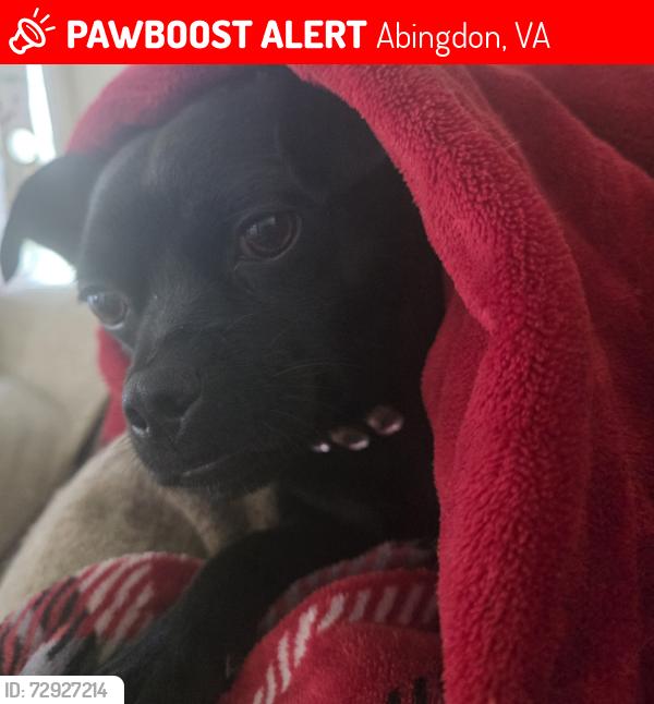Lost Male Dog last seen Cook street, Abingdon, VA 24210