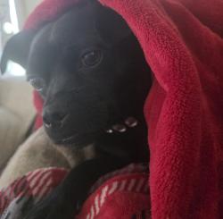 Lost Male Dog last seen Cook street, Abingdon, VA 24210