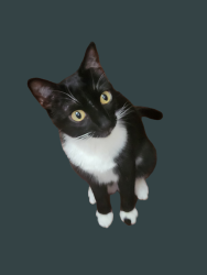Reunited Female Cat last seen NE 136th Street and NE 1st Place, Vancouver, WA 98685