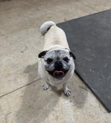 Lost Male Dog last seen Grantham , Goldsboro, NC 27530
