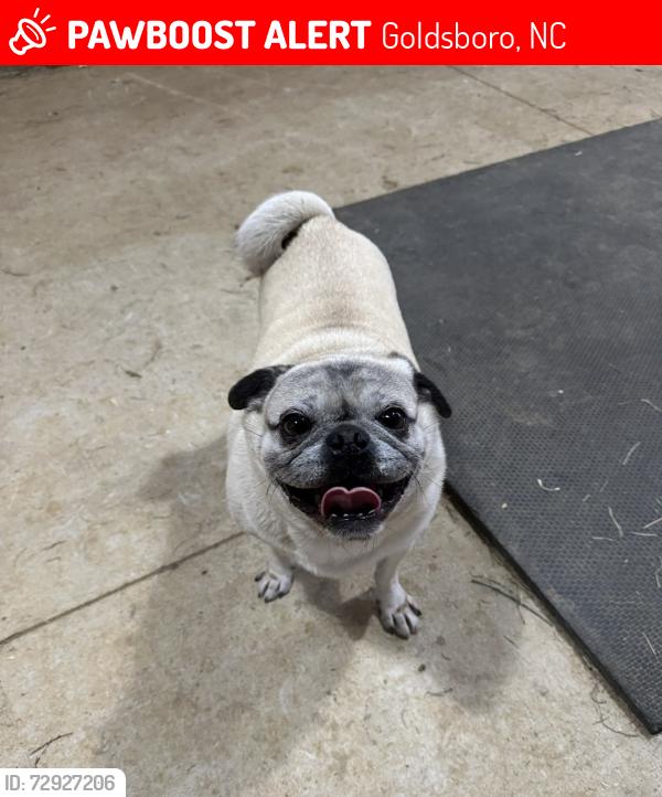 Lost Male Dog last seen Grantham , Goldsboro, NC 27530