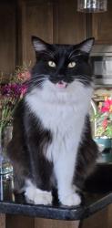 Lost Male Cat last seen Twin Oaks Canyon Neighborhood, Oklahoma City, OK 73099
