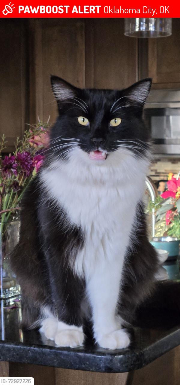 Lost Male Cat last seen Twin Oaks Canyon Neighborhood, Oklahoma City, OK 73099