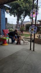 Reunited Male Dog last seen Pioneer blvd, Norwalk, CA 90650