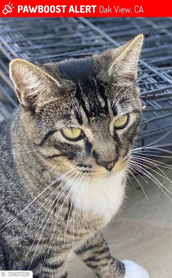 Lost Male Cat last seen Saddle Mountain, Oak View, CA 93022