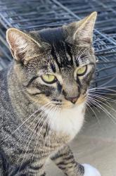 Lost Male Cat last seen Saddle Mountain, Oak View, CA 93022