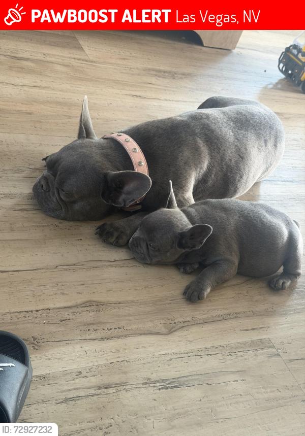 Lost Female Dog last seen Idle y upland, Las Vegas, NV 89107