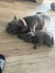 Lost Female Dog last seen Idle y upland, Las Vegas, NV 89107