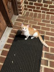 Found/Stray Male Cat last seen Andalusia drive, Alexandria, VA 22308