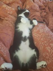Reunited Male Cat last seen 61st and South J Street , Tacoma, WA 98408