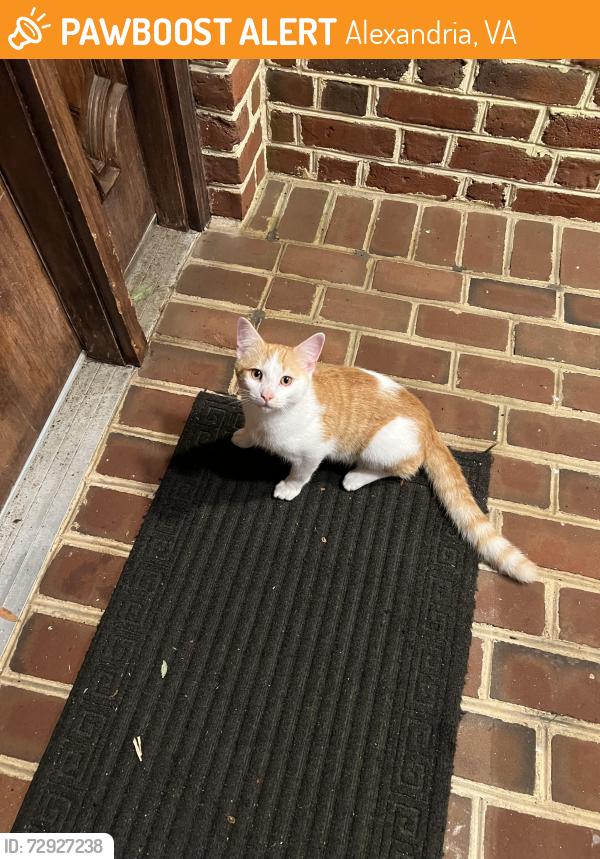 Found/Stray Male Cat last seen Andalusia drive, Alexandria, VA 22308