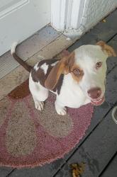 Found/Stray Female Dog last seen Marilyn St, Weatherford, TX 76085