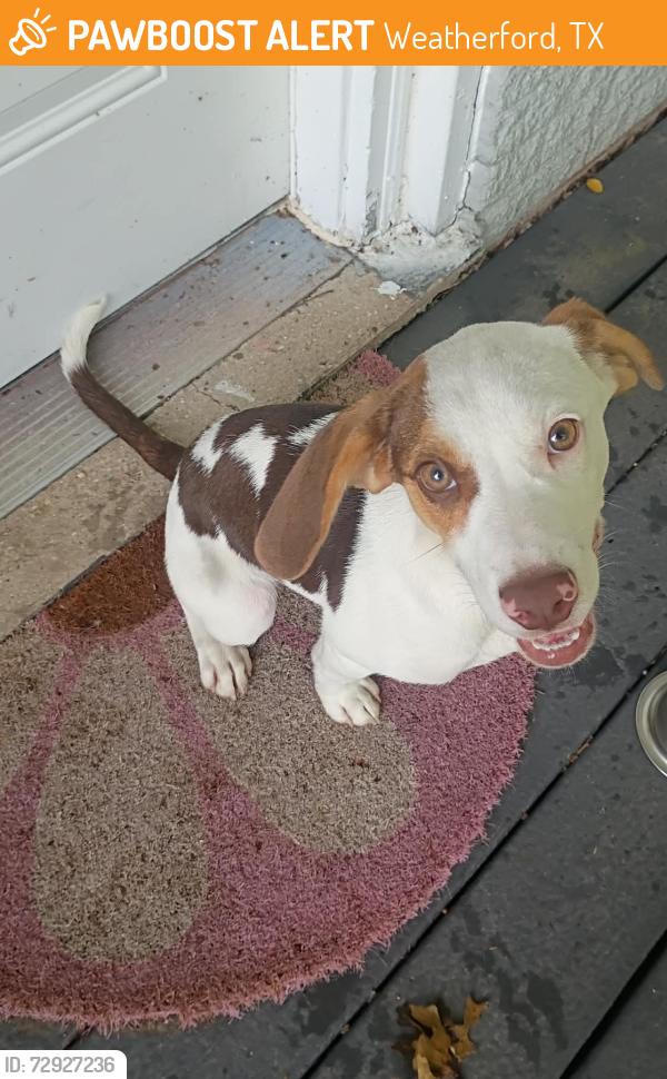 Found/Stray Female Dog last seen Marilyn St, Weatherford, TX 76085
